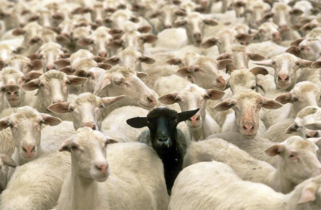 Opzione di Minoranza: L’ultimo baluardo della libertà di insegnamento